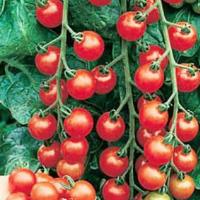 Мини-томаты, мелкоплодные помидоры, черри - как вырастить на подоконнике, балконе Мелкоплодные сорта томатов и их особенности
